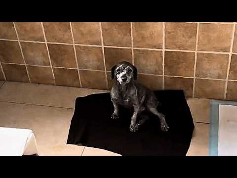 Видео: Даже после усыновления бездомная собачка боится спать, опасаясь, что её снова бросят.