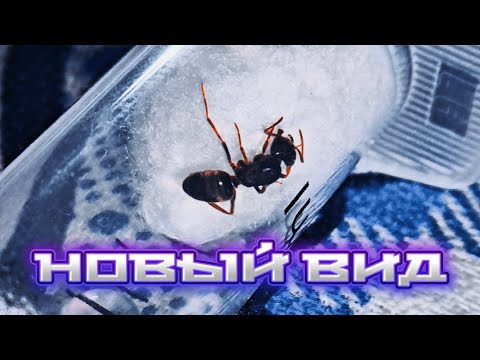 Видео: Мои муравьи и их новая королева — (Lasius fuliginosus)#1 
