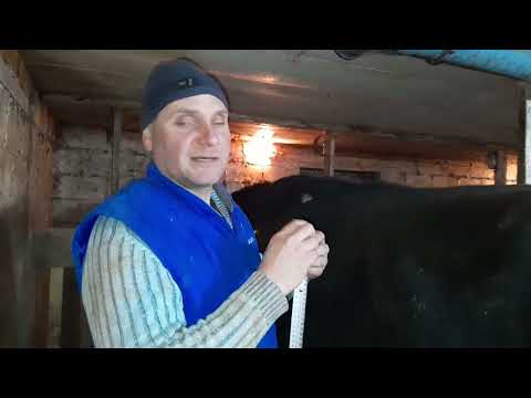 Видео: Вес ДВУХ годовалого ГОЛШТИНСКОГО быка.   ИТОГ.