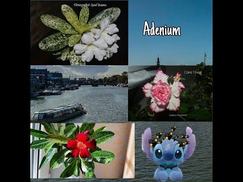 Видео: АДЕНИУМ. Коллекция редких адениумов #9. Адениумы Black variegated, Spot leaf variegated, Cake Tower