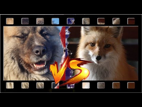 Видео: Полевые находки... Выпуск №36