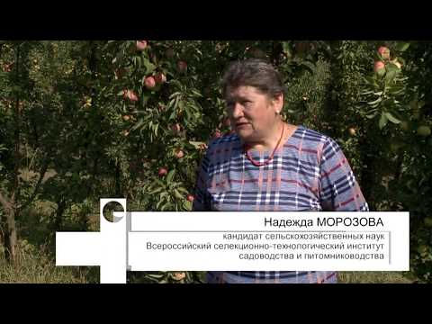 Видео: Как появляются новые сорта яблок