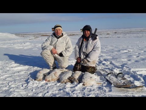 Видео: Охота на зайца русака. Отличная погода, много зайца, добыли 5 штук. Сезон 2022-2023 №160.