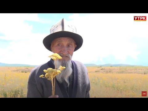 Видео: Дары чөптүн 100гө жакын түрүн жыйнаган элдик дарыгер Султек Көбөков ата