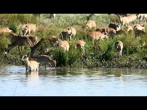 Видео: Саратовские сайгаки, Саратовская область / Saratov saiga antelopes, Saratov region