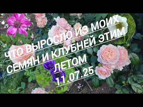 Видео: 229#Мои весенние посадки//Что из этого выросло//12.07.25
