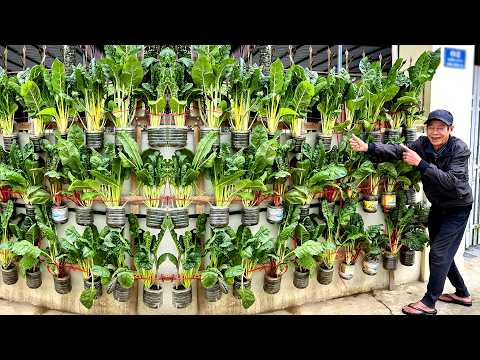 Видео: Сад не нужен! Выращивайте радужный мангольд где угодно с помощью этого простого трюка!