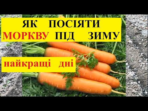 Видео: МОРКВА  ПІД ЗИМУ.   ЯК І КОЛИ СІЯТИ?  НАЙКРАЩІ ДНІ