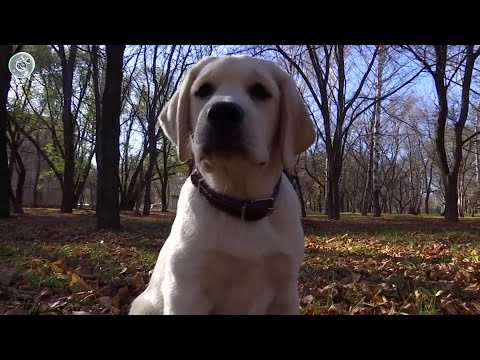Видео: Новые штрафы для владельцев домашних животных. Кому нельзя на улицу без намордника?