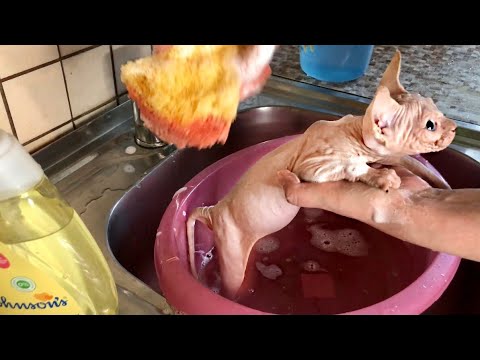 Видео: Купаю💦 котёнка Сфинкса🐈Наглядное пособие😊 Bathing a Sphynx kitten