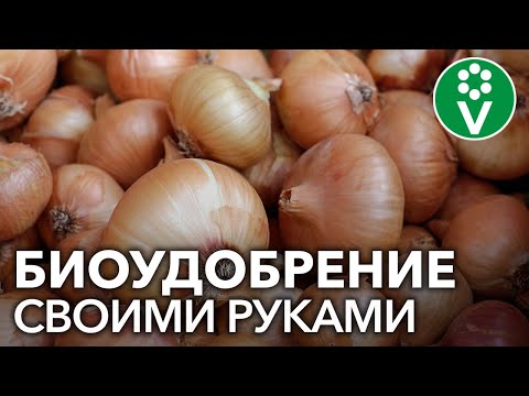 Видео: ЭКСТРАКТ ИЗ ЛУКОВОЙ ШЕЛУХИ творит чудеса в саду и огороде!