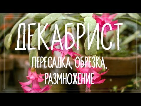 Видео: Декабрист (шлюмбергера). Пересадка, обрезка, размножение черенком