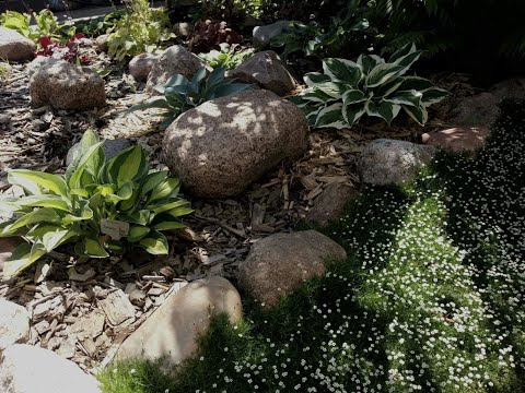 Видео: Мои любимицы хосты. Обзор сортов хост.