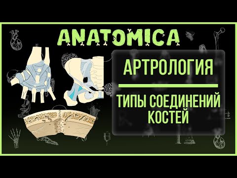 Видео: Типы соединения костей / Суставы, связки и сухожилия / Артрология