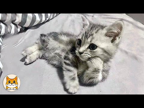 Видео: Когда живешь с котом, который умнее тебя