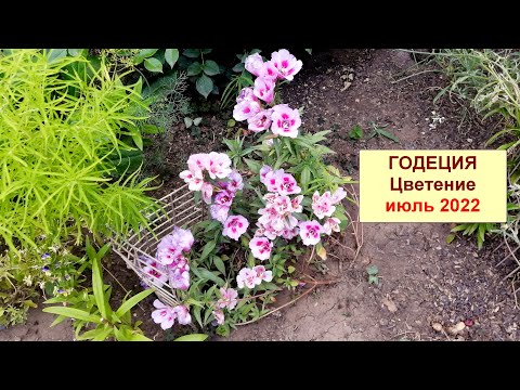 Видео: Годеция цветение. Июль 2022