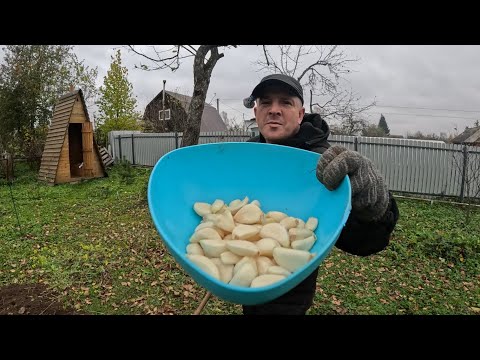 Видео: Конец октября, запоздалые посадки чеснока...