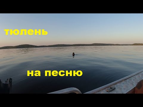 Видео: Тюлень на песню