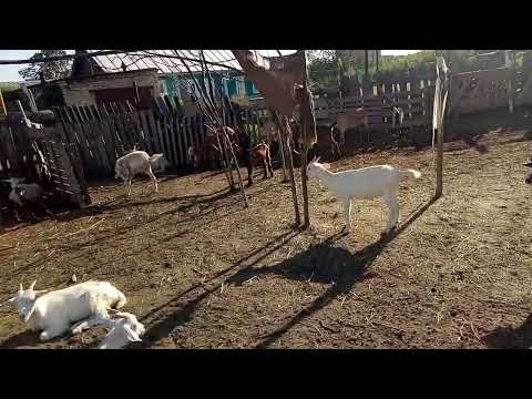 Видео: Ошибочное мнение начинающих козоводов