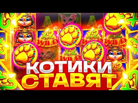 Видео: КОТИКИ СТАВЯТ МОЩНЫЕ ПОЛЯНЫ!!!CLEOCATRA ЖЕСТКО ЗАНЁС!!!ЖЕСТЬ