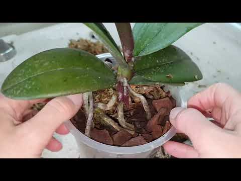 Видео: Пересадила Азиатскую Орхидею из мха и вот её ОТВЕТ🥰