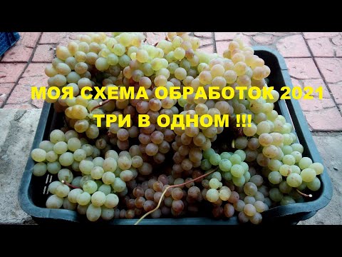 Видео: Моя схема обработок в августе-сентябре 2021. Отличные результаты в борьбе с милдью. Три в одном