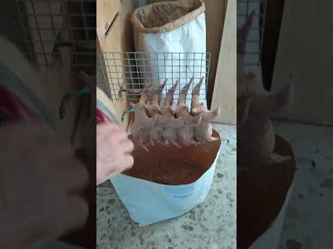 Видео: Chinchila Шиншила ՇԻՆՇԻԼԱ ԳՅՈՒՄՐԻՈՒՄ 043060650