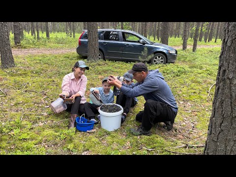 Видео: Ягоди на Рівненщині! Косовиця ДТЗ 5404! Варення з чорниць!