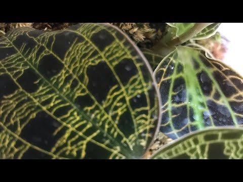 Видео: Обрезка и пересадка Ludisia discolor. Macodes sanderiana, macodes petola.