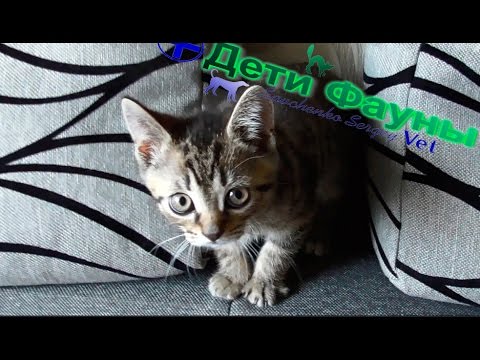 Видео: Осложнения после вакцинации. Сэму стало плохо после прививки