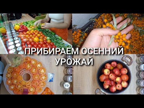 Видео: ПРИБИРАЕМ ОСЕННИЙ УРОЖАЙ/ЗАГОТОВКИ