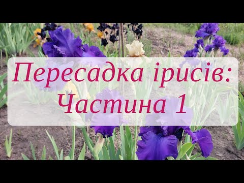 Видео: Пересадка ірисів після цвітіння: Частина 1 (викопування, поділ куща)