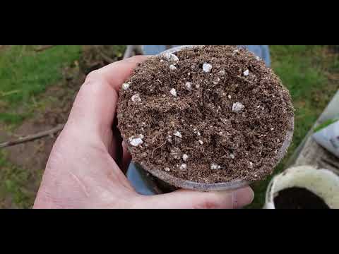 Видео: Первая подкормка инжира. Март,2025.
