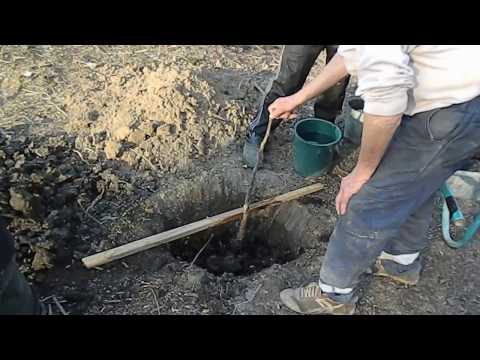 Видео: Грецький горіх-посадка горіха...!!!