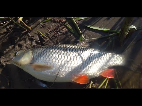 Видео: СЕЛЕЗЕНЬ