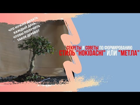 Видео: Секреты формирования стиля Бонсай Хокидачи (Hokidachi/Метла). Hokidachi bonsai style.