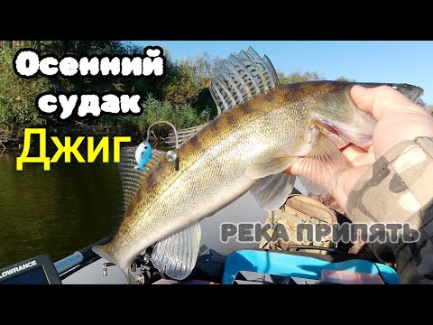 Видео: Осенний судак на Джиг🎣 река Припять 