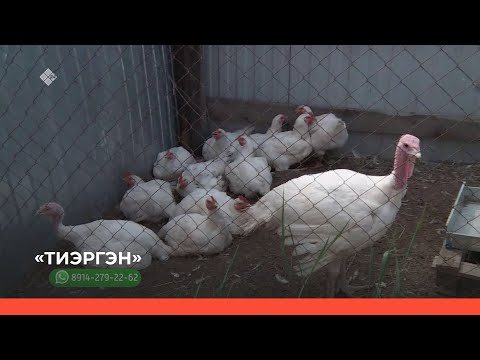 Видео: «Тиэргэн» биэриигэ: Хатас олохтооҕор Александра Колодезниковаҕа ыалдьыттыыбыт (27.06.23)