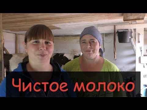 Видео: ЧИСТОЕ МОЛОКО//Дойка коров доильным аппаратом//