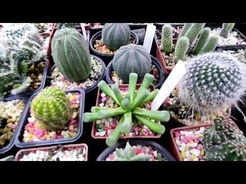 Видео: Обзор моих суккулентов, излишки и коллекция. Что выращиваю, какие проблемы