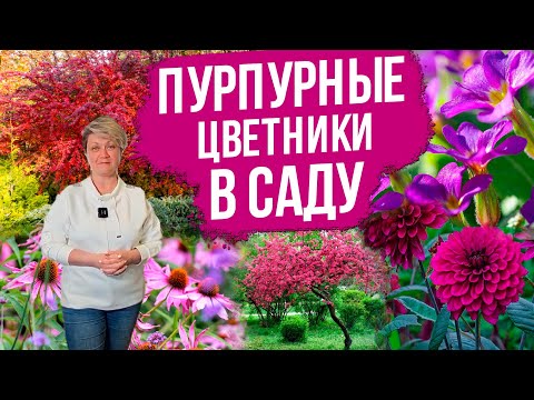 Видео: Монохромный сад с Оксаной Пискаревой. Цветочные композиции пурпурного оттенка! Сочетание цветов.