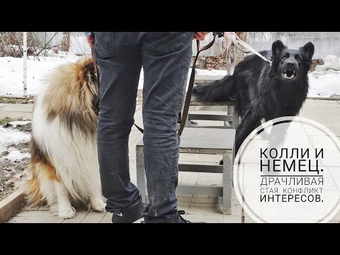 Видео: Догтренинг 737. Колли и немец. Драчливая стая. Конфликт интересов.