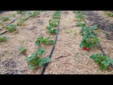 Видео: Як з МІЛЬЙОНА сортів полуниці обрати для себе саме той! MILLION varieties of strawberries.