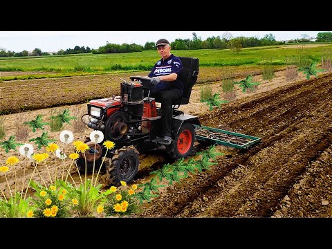 Видео: Боронование картофеля мини-трактором БЫСТРО, ЛЕГКО, ЭФФЕКТИВНО!