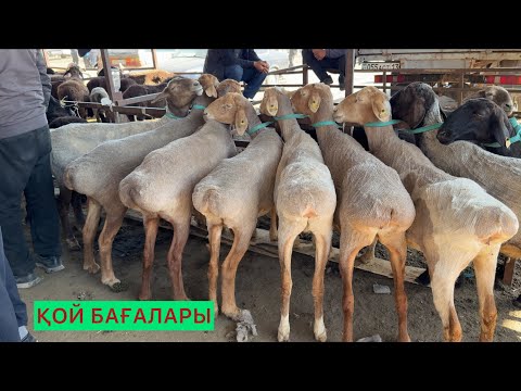 Видео: Қой бағалары 08.10.25ж.