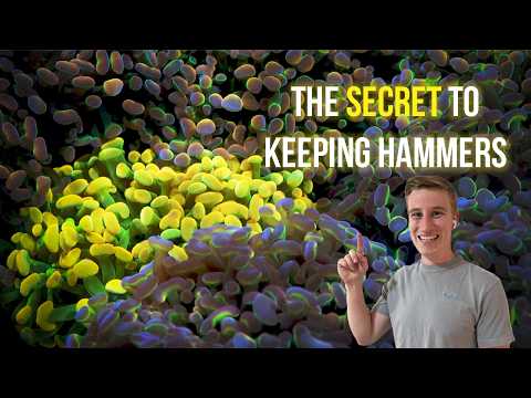 Видео: Все, что вам нужно знать о содержании молотковых кораллов!