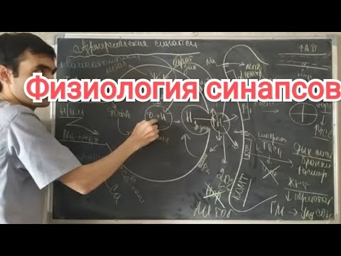 Видео: Физиология человека. Тема 11. Синапс: адренергические и холинергический. Локализация рецепторов.