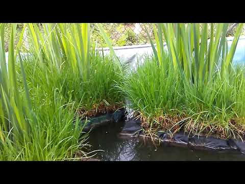 Видео: Как очистить воду в пруду?