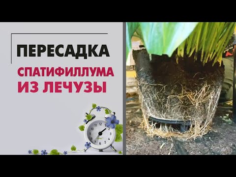 Видео: Пересадка спатифиллума | Услуга пересадки растений - как это происходит | Что творится внутри Лечузы