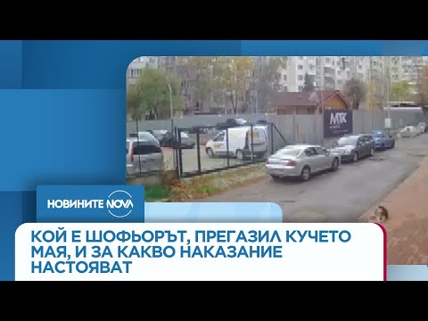 Видео: Кой е шофьорът, прегазил кучето Мая, и за какво наказание настояват хората в „Разсадника“